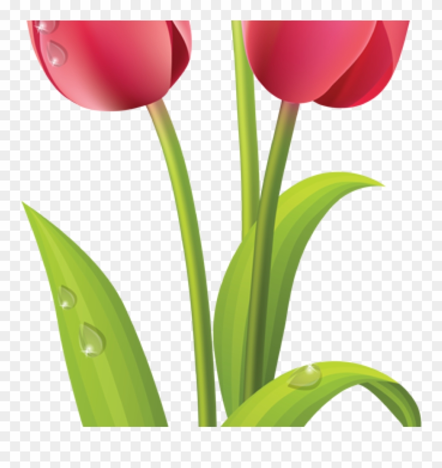 Tulips Clip Art Pink Tulips Clip Art Pinterest Pink - Tulip Flower Clipart - Png Download
