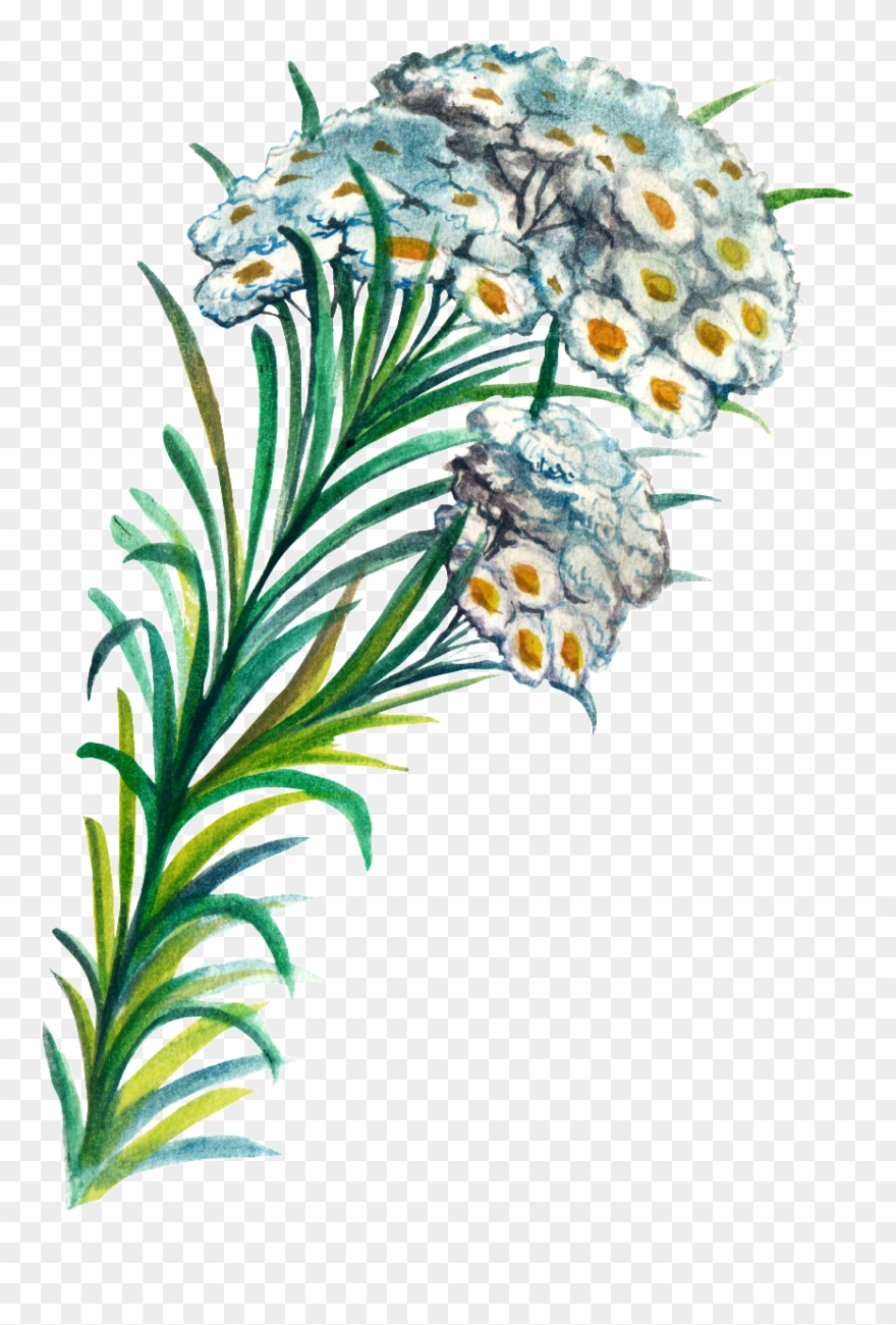 Hand Painted Plant Cartoon Transparent Watercolor Png - Watercolor Painting Clipart