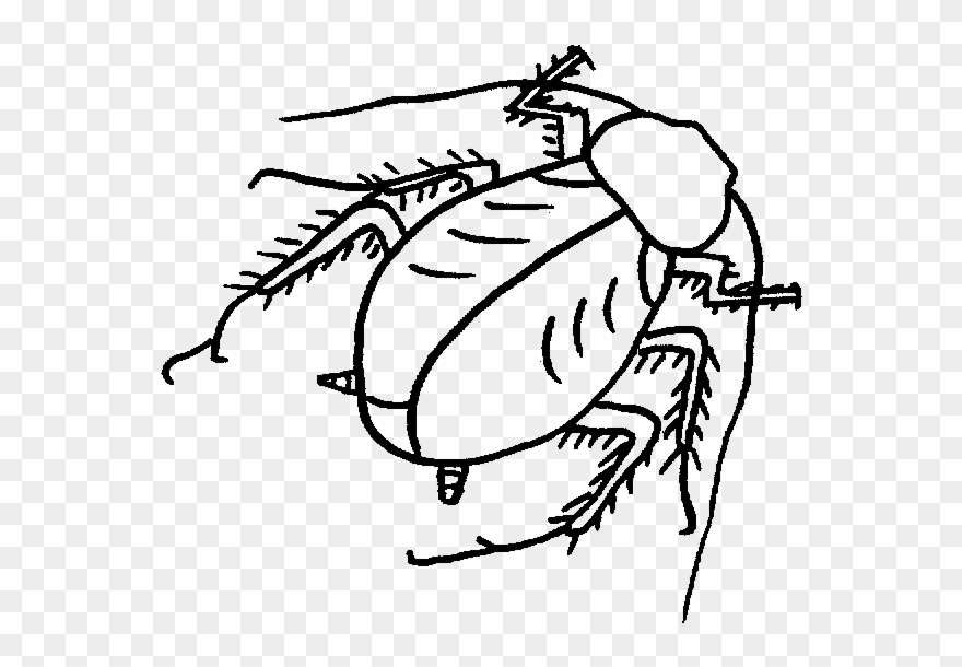Roach Drawing Black And White Clip Art Download - Roach - Png Download