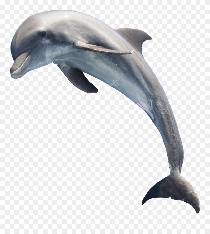 Dolphin Png Free Images Only Hq Image - Dolphin Png Clipart
