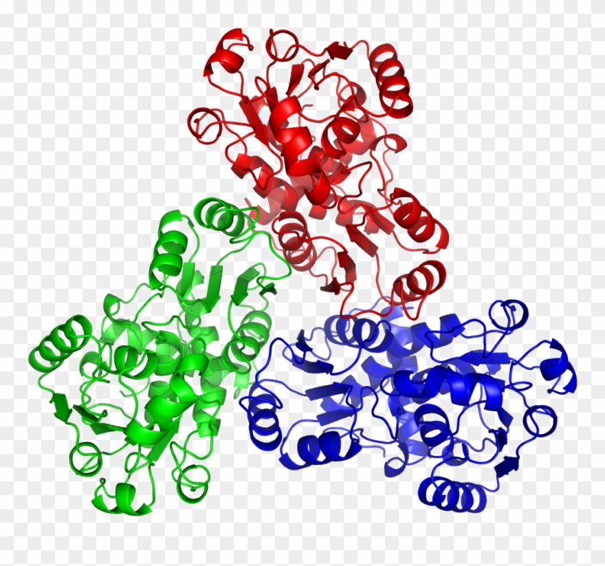 Ornithine Transcarbamylase Clipart