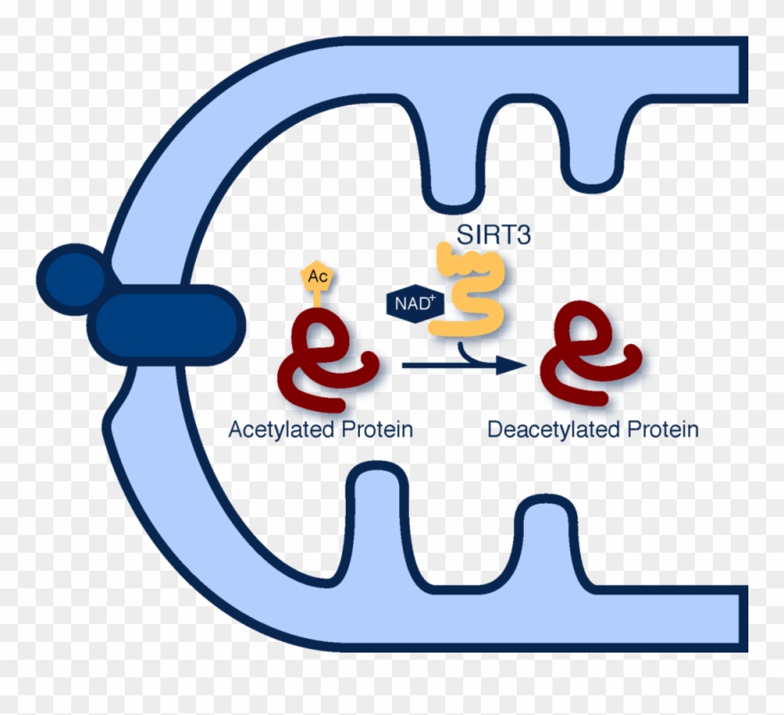 The Sirtuins Are A Large Family Of Nad -dependent Protein - Protein Acetylation Clipart