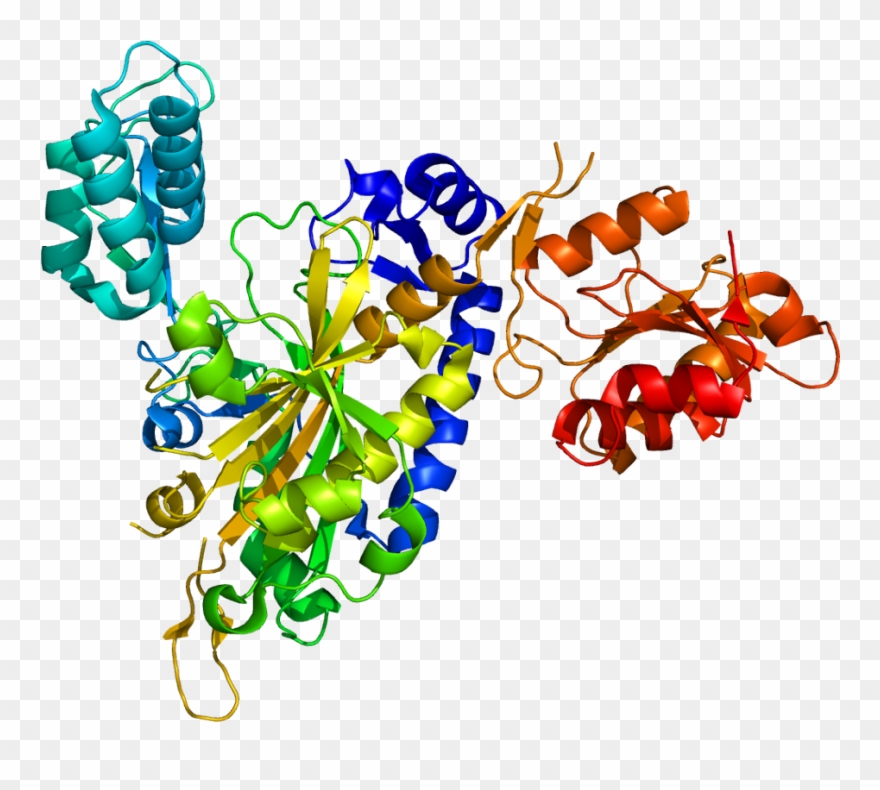 Structure Gly Trna Synthetase Clipart
