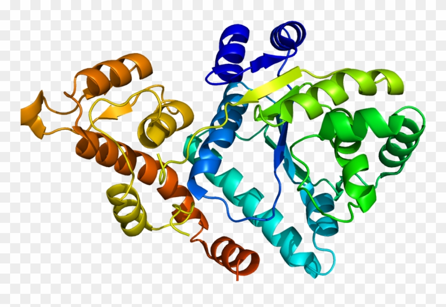 Tyrosyl Trna Synthetases Clipart