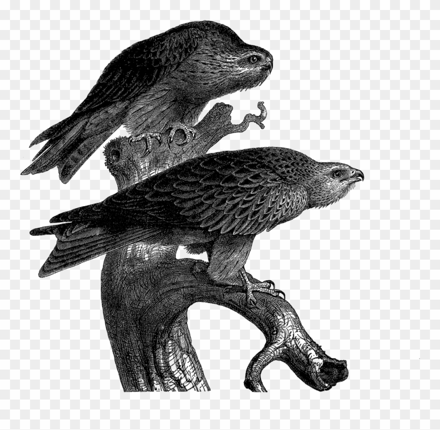 Digital Bird Clip Art Downloads - Kite - Png Download