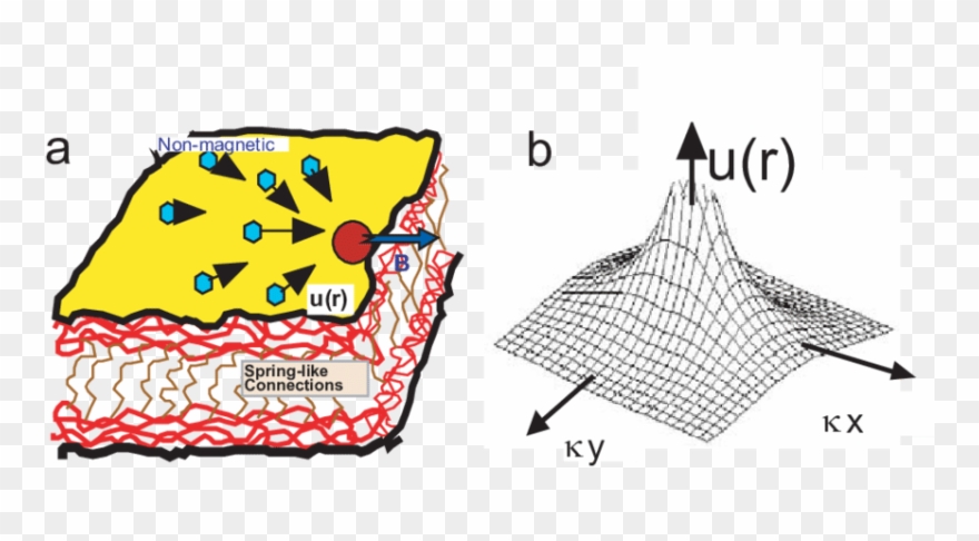 For The Measurement Of The Range Of The Elastic Strain - Deformation Clipart