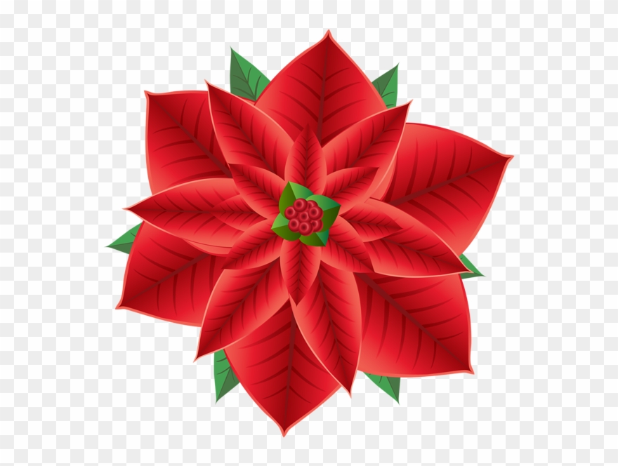 Download Poinsettia High Resolution Transparent Clipart - Poinsettia Clipart Transparent Png
