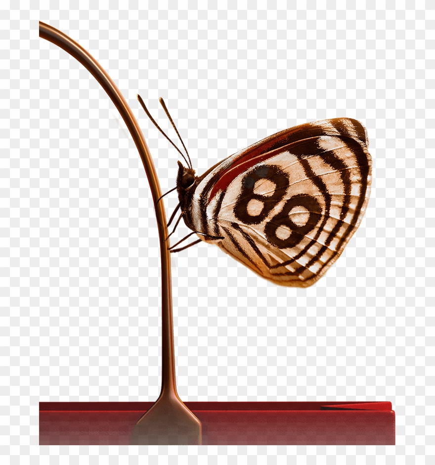 Butterfly Butterfly - Changi Airport Singapore Clipart