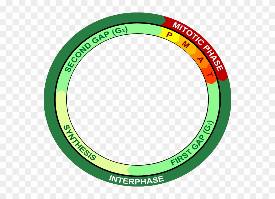 Mitosis Cycle Clipart - Que Es La Telofase - Png Download