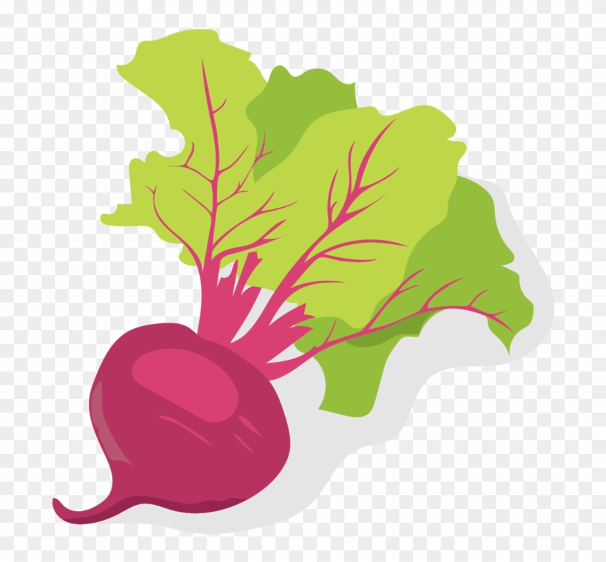 Beets - Illustration Clipart