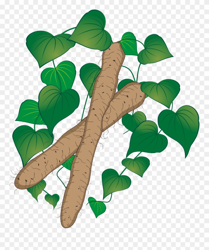 It Has The Effect Of Invigorating The Liver And Kidney, Clipart