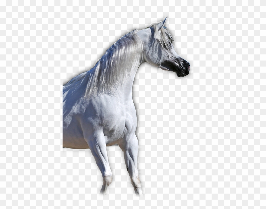 Arabian Horses - Stallion Clipart