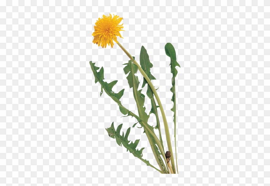 Identifier Seedlings Gardenersworld Com - Weed Clipart