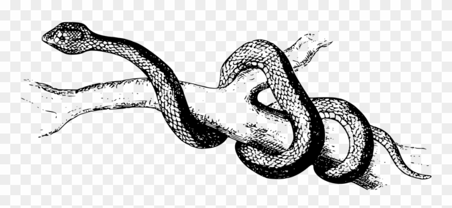 Snake Cliparts Black 4, Buy Clip Art - Snake Black And White Png Transparent Png