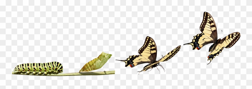 Butterfly Clipart Transformation - Facebook Cover Photos Butterfly - Png Download