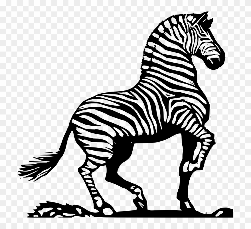 Zebra Cartoon Images 5, Buy Clip Art - Zebra In Black And White - Png Download