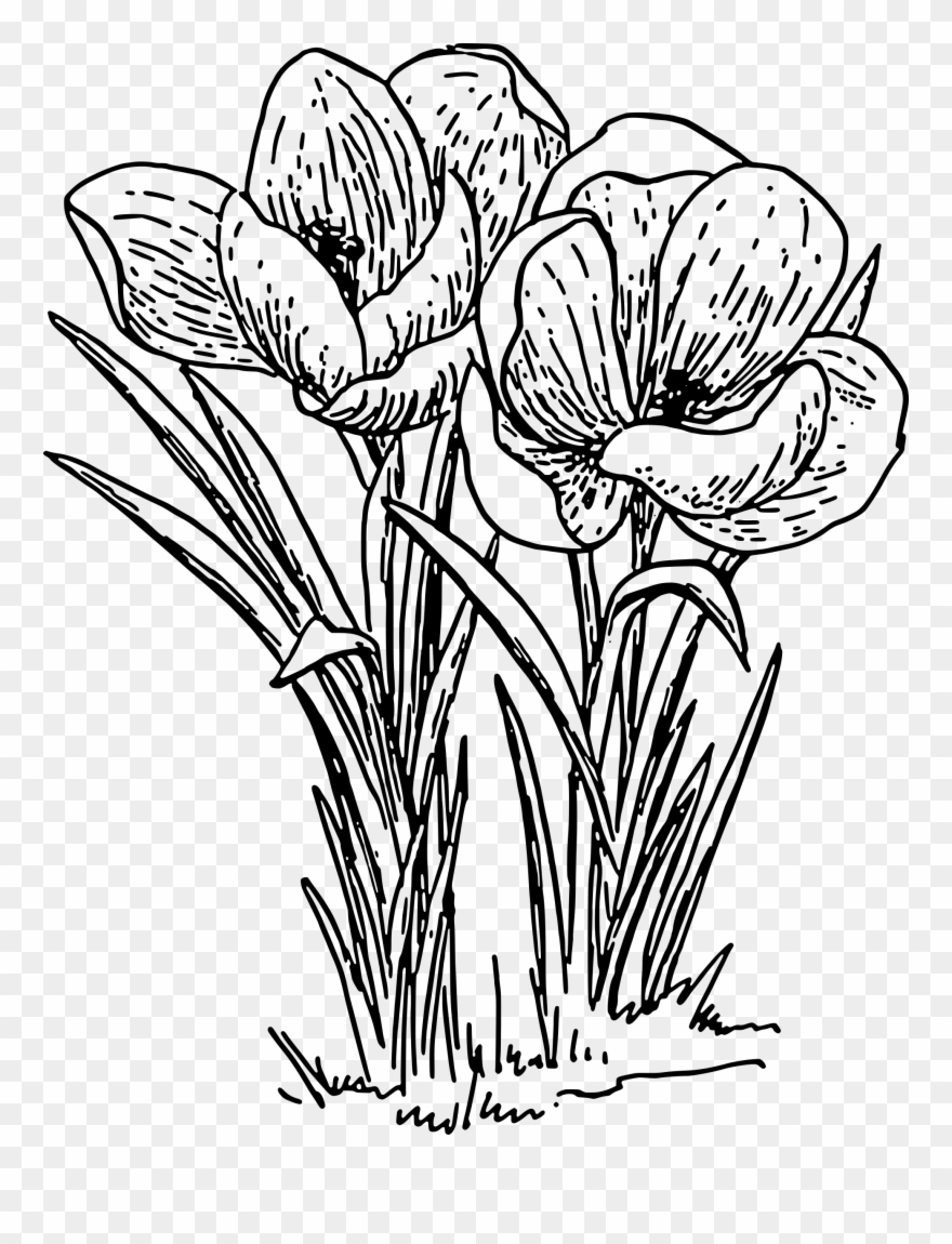 Crocus Clip Art - Png Download