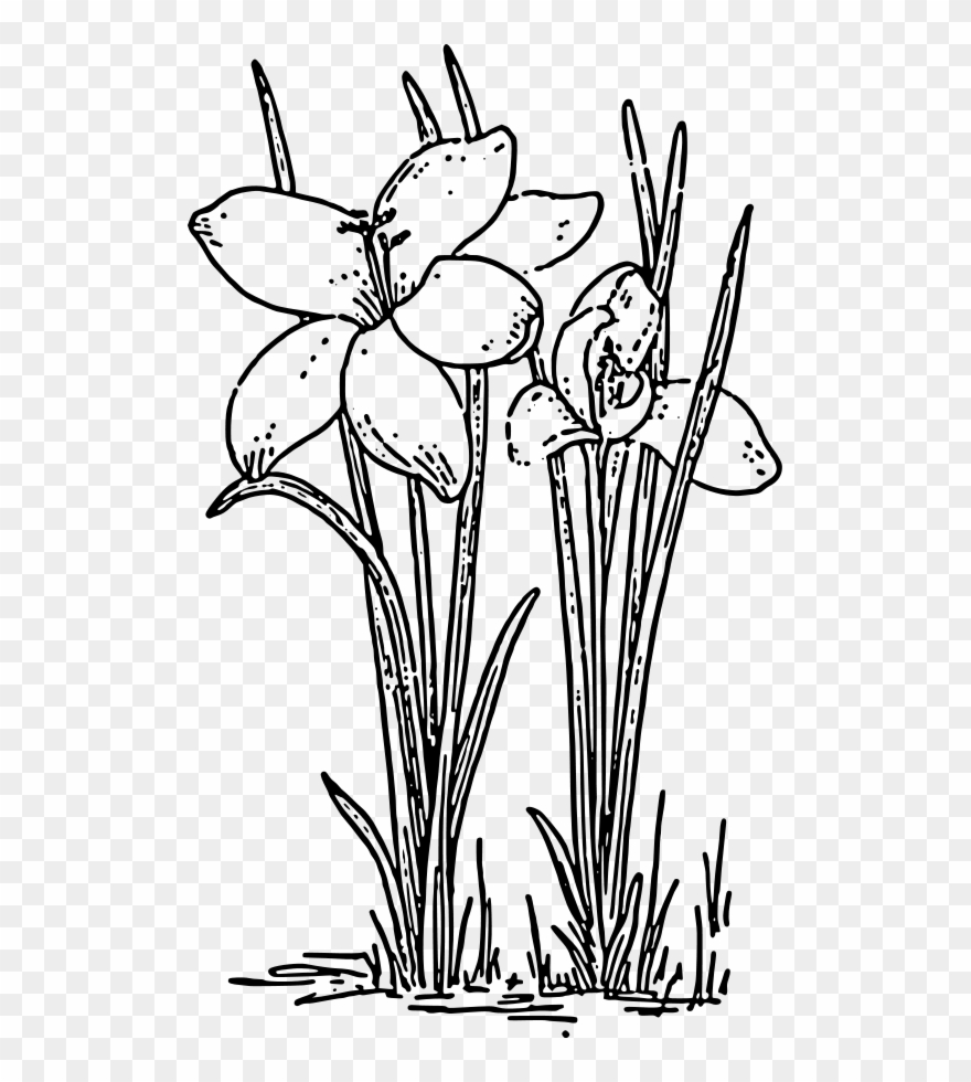 This Free Clip Arts Design Of Crocus 3 - Png Download