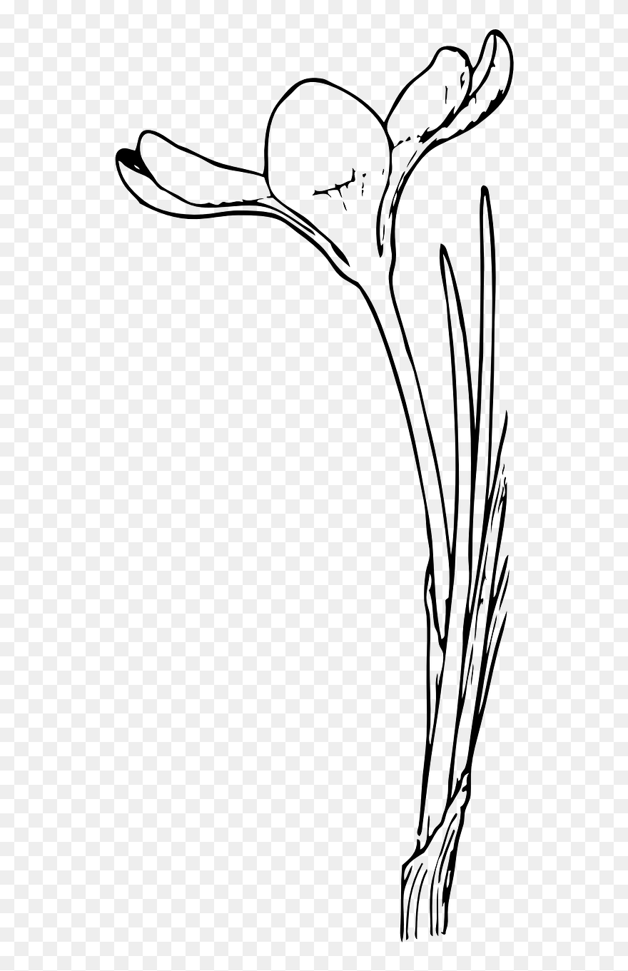 Open Crocus Flower - Crocus Clipart