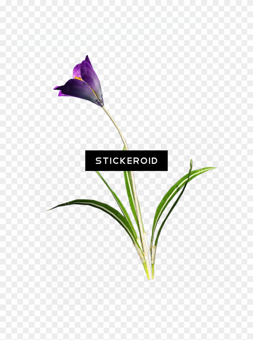 Crocus - Portable Network Graphics Clipart