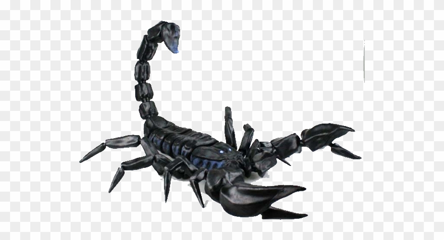 Realistic Scorpion Clipart
