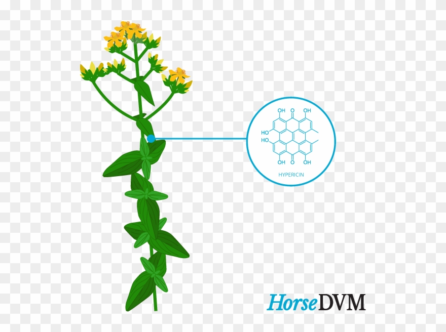 H - - Perforate St John's-wort Clipart