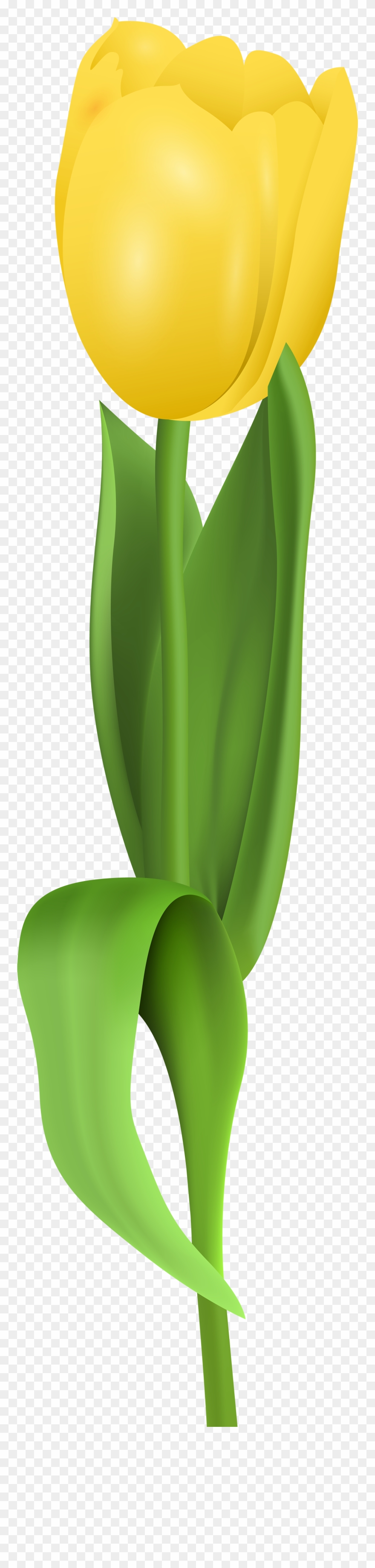 Yellow Tulip Png Clipart