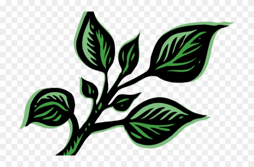 Albahaca - - Herbs Clipart