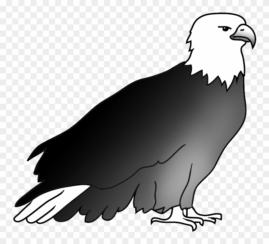 Resting Bald Eagle Drawing - Bald Eagle Clipart