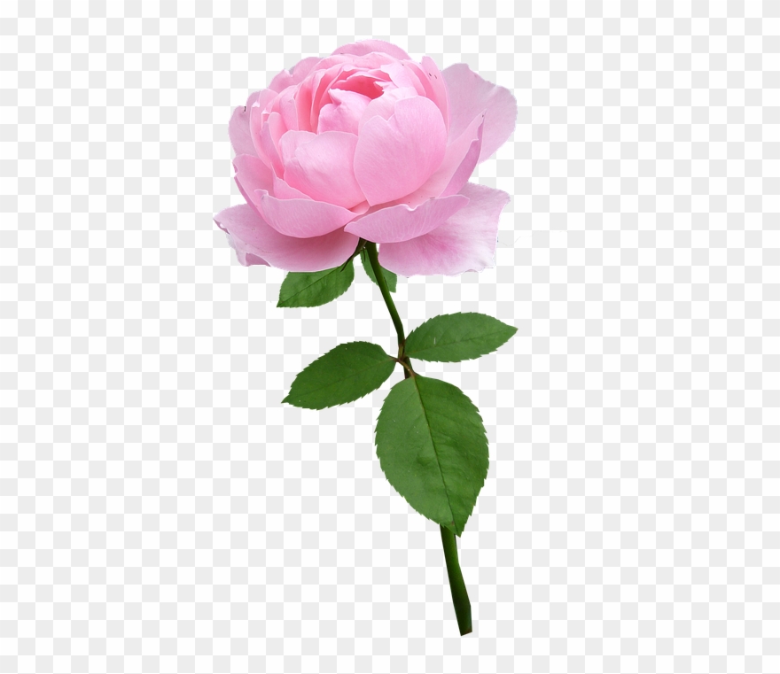 Beware The Hidden Message In Your Valentine's Day Flowers - Pink Stem Rose Clipart