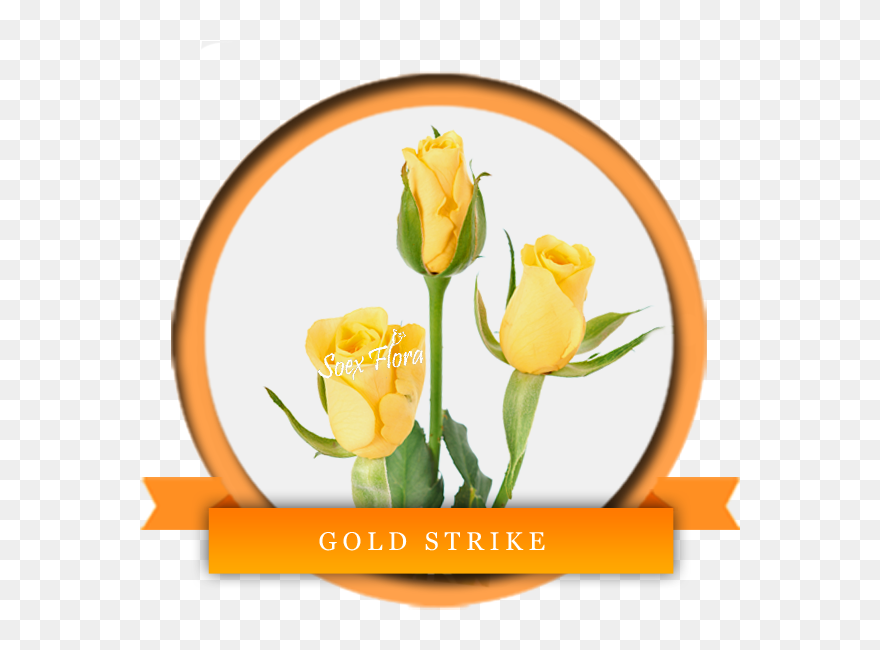A Very Fresh Bright Yellow Rose Gold Strike Is Very - New Zealand Clipart