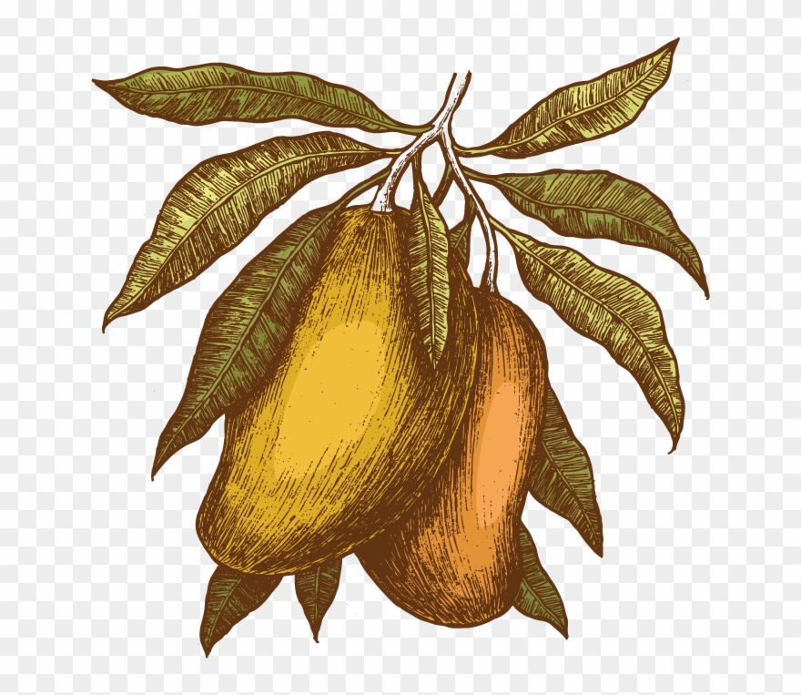 We Are Missionaries In Northern Thailand Fighting Human - Mangoes Vintage Illustrations Clipart