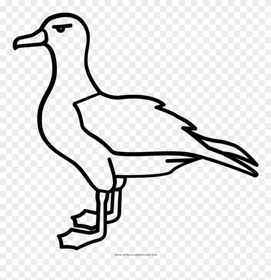 Albatross Mating Coloring Page, Printable Albatross - Drawing Kittiwake Clipart