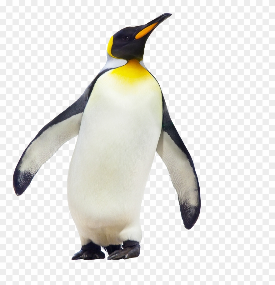 Rockhopper Penguin Clipart Cool - Emperor Penguin - Png Download