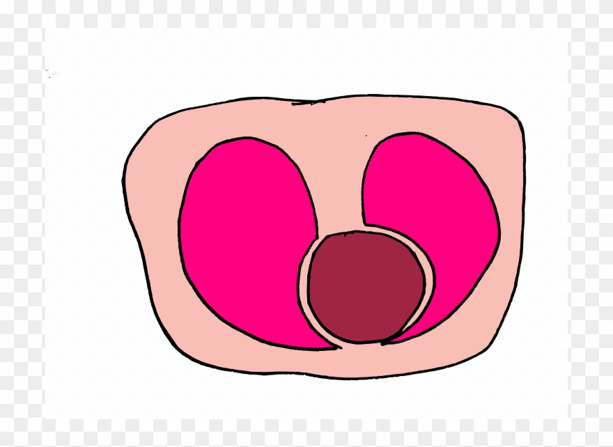 When You Look At A Cross Section Of The Lungs And Heart, - Heart Clipart
