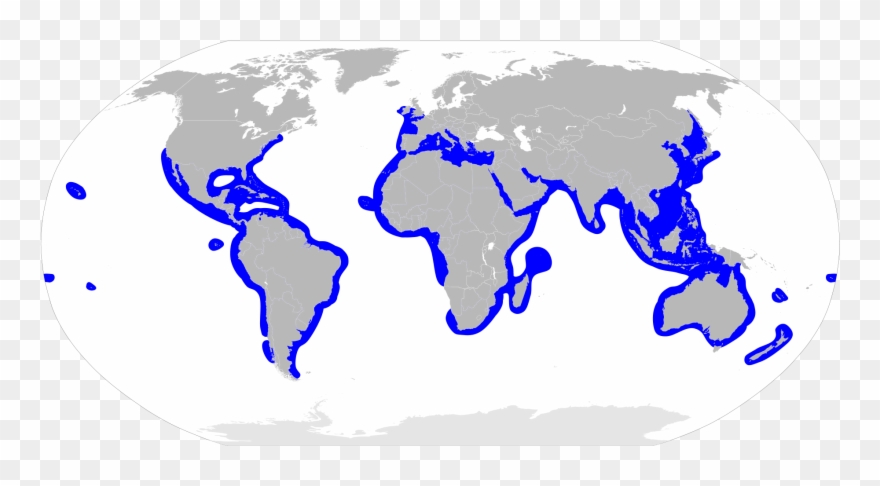 Hammerhead Shark Migration Map - Does Coal Come From In The World Clipart