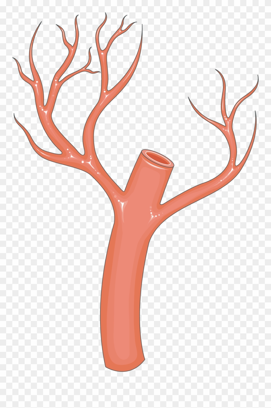 Arteries Clipart