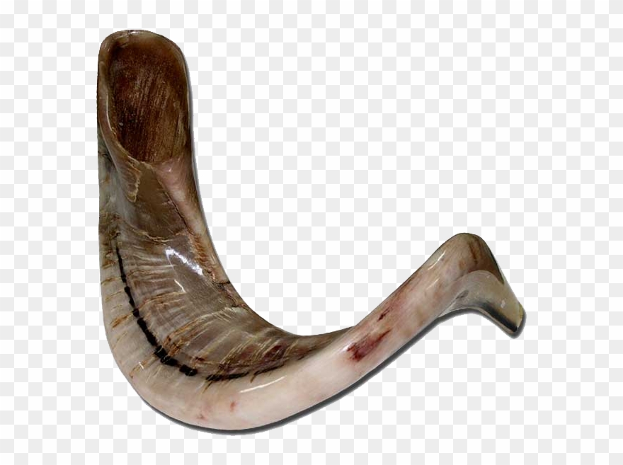 Large Jericho Ram Horn - Shofar Jericho Clipart