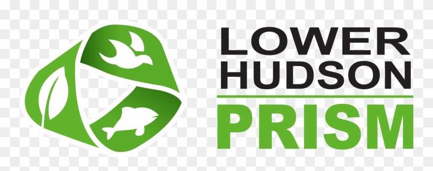 Phragmites Australis - Roger Hargreaves Clipart