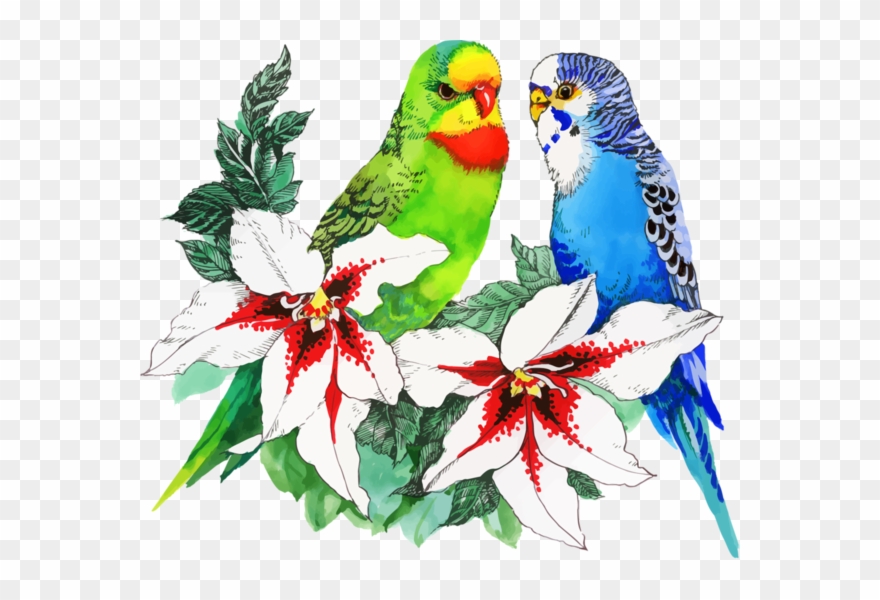 Parrots - Birds With Flowers Drawing Clipart