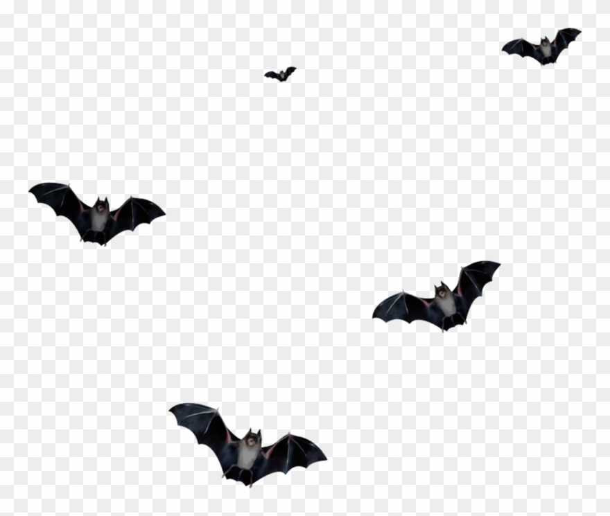 Image Du Blog Mamietitine - Летучие Мыши На Прозрачном Фоне Clipart