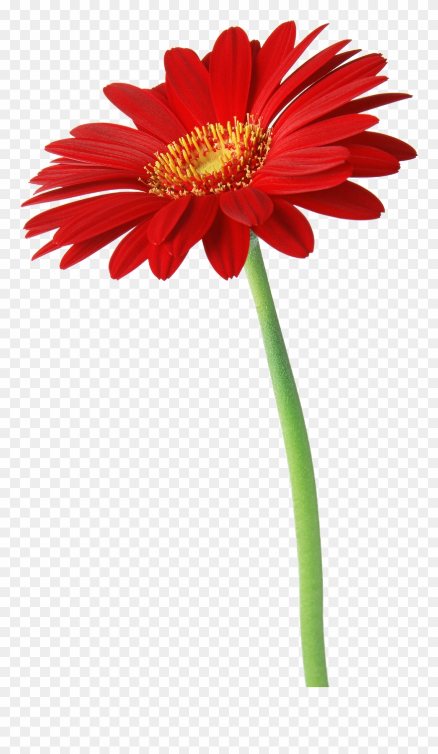 Flower Clipart, Natural, Shrubs, Free, Leaves, Image, - Цветок Обои На Айфон - Png Download