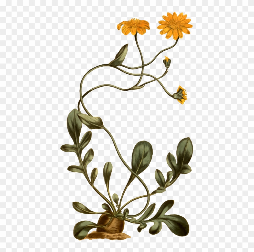 Medium Image - Wedding Sari Clipart