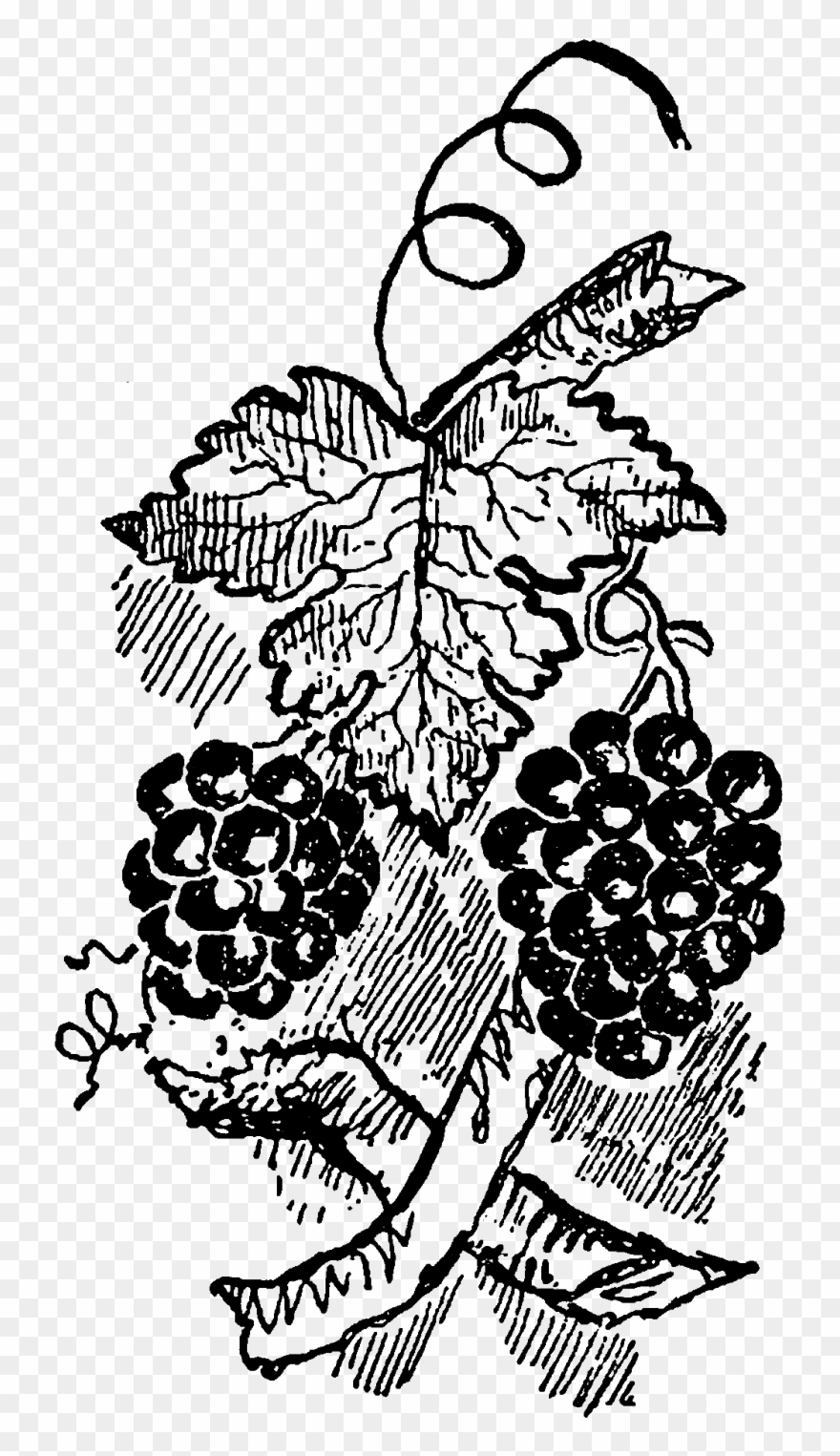 The First Digital Grapevine Clip Art Is A Perfect Digital - Grape - Png Download