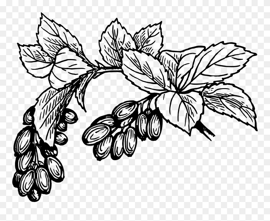 Grapevine Clipart - Cây Cà Phê Vector - Png Download