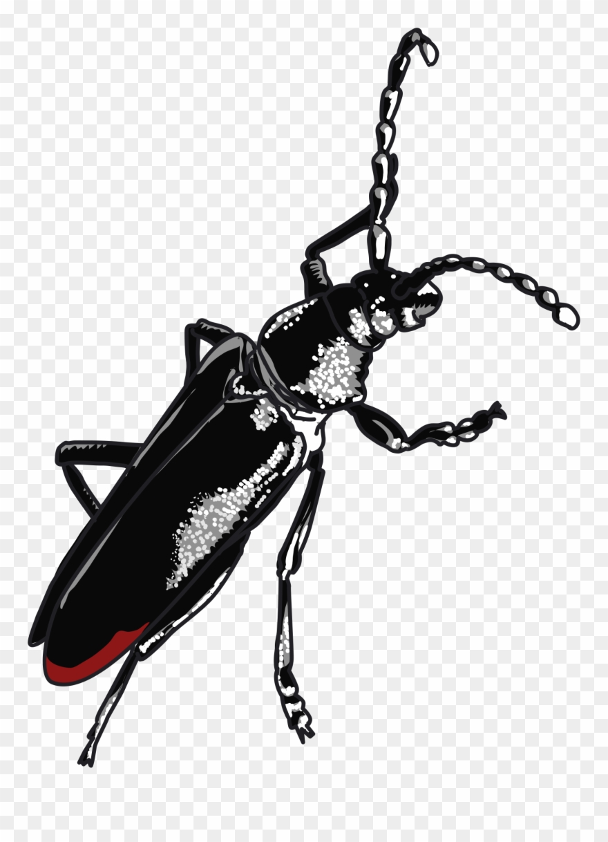 Cerambyx Cerdo Le Capricorne Zodiac Beetle - Besouro Grande Clipart