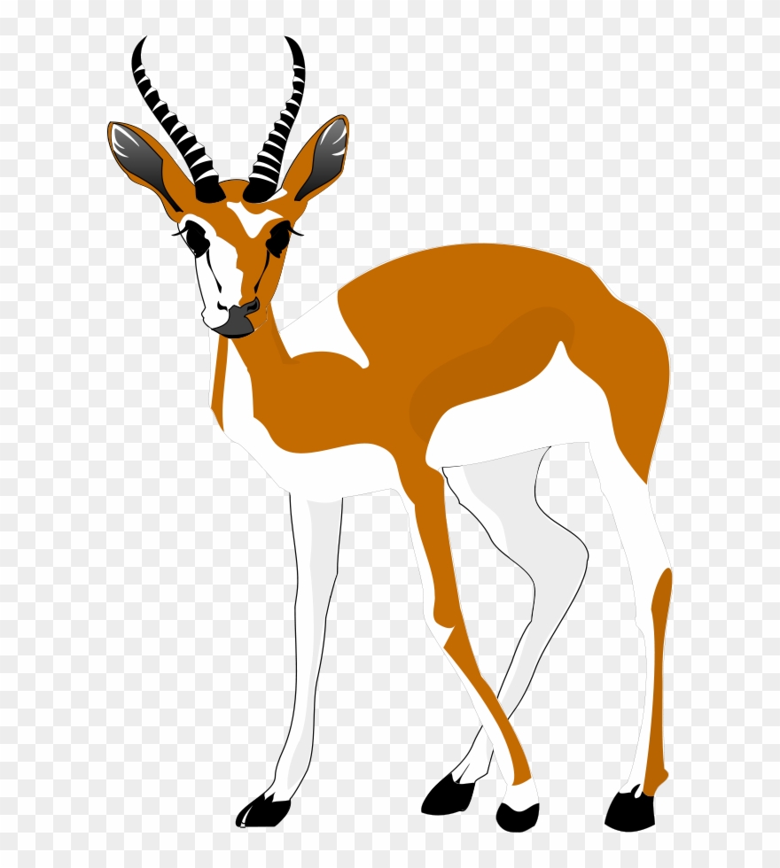 Springbok Funny Free Collection - Antelope Clipart Png Transparent Png