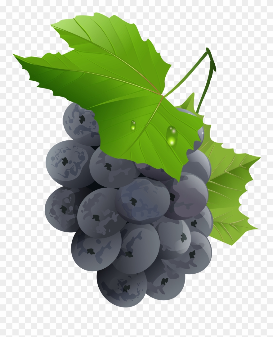 Grapes Transparent Png Clip Art Imageu200b Gallery