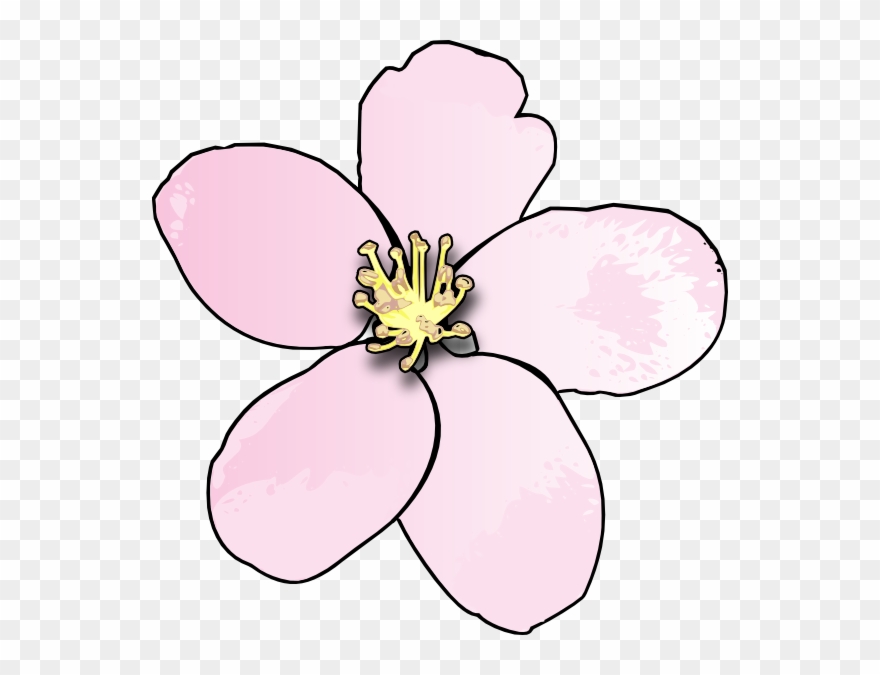 Pink Apple Blossom Clip Art - Draw Michigan State Flower - Png Download