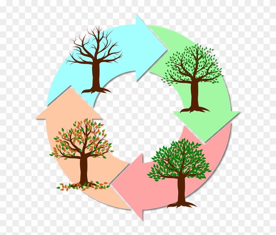 Seasons Of The Year Tree - Imagens Das Estações Do Ano Clipart